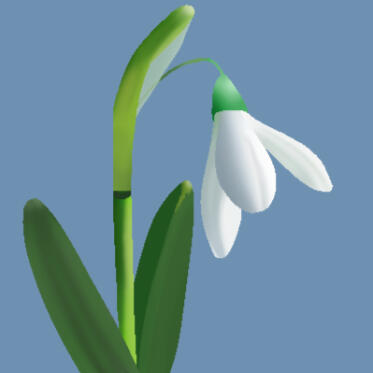 Snowdrop