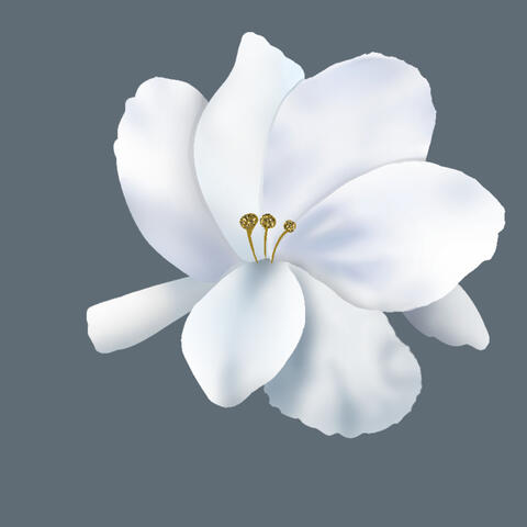 Gardenia